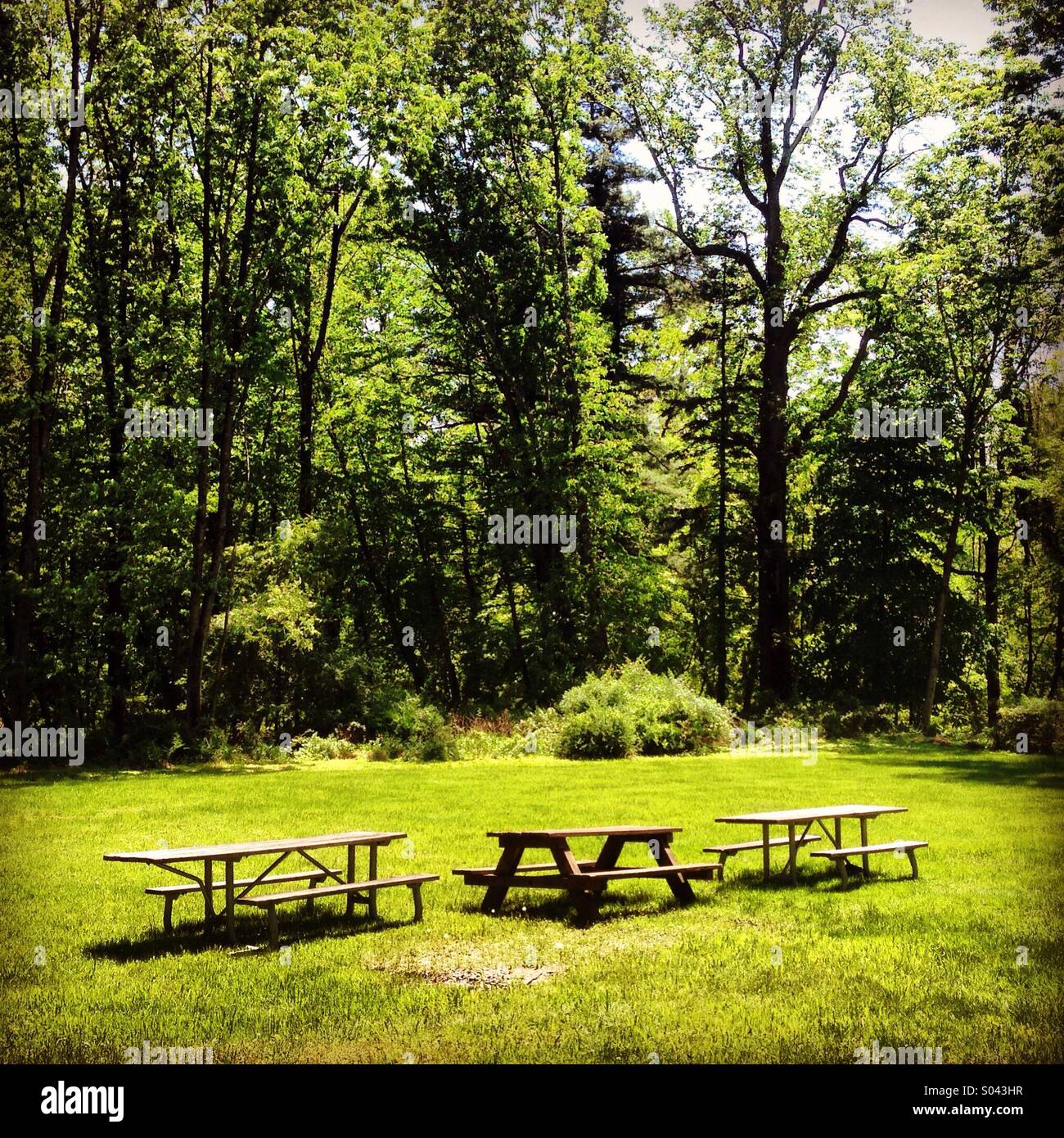 Drei leere Picknick-Tische auf einer Wiese vor Bäumen. - Smartphone-aufgenommenes Stockfoto