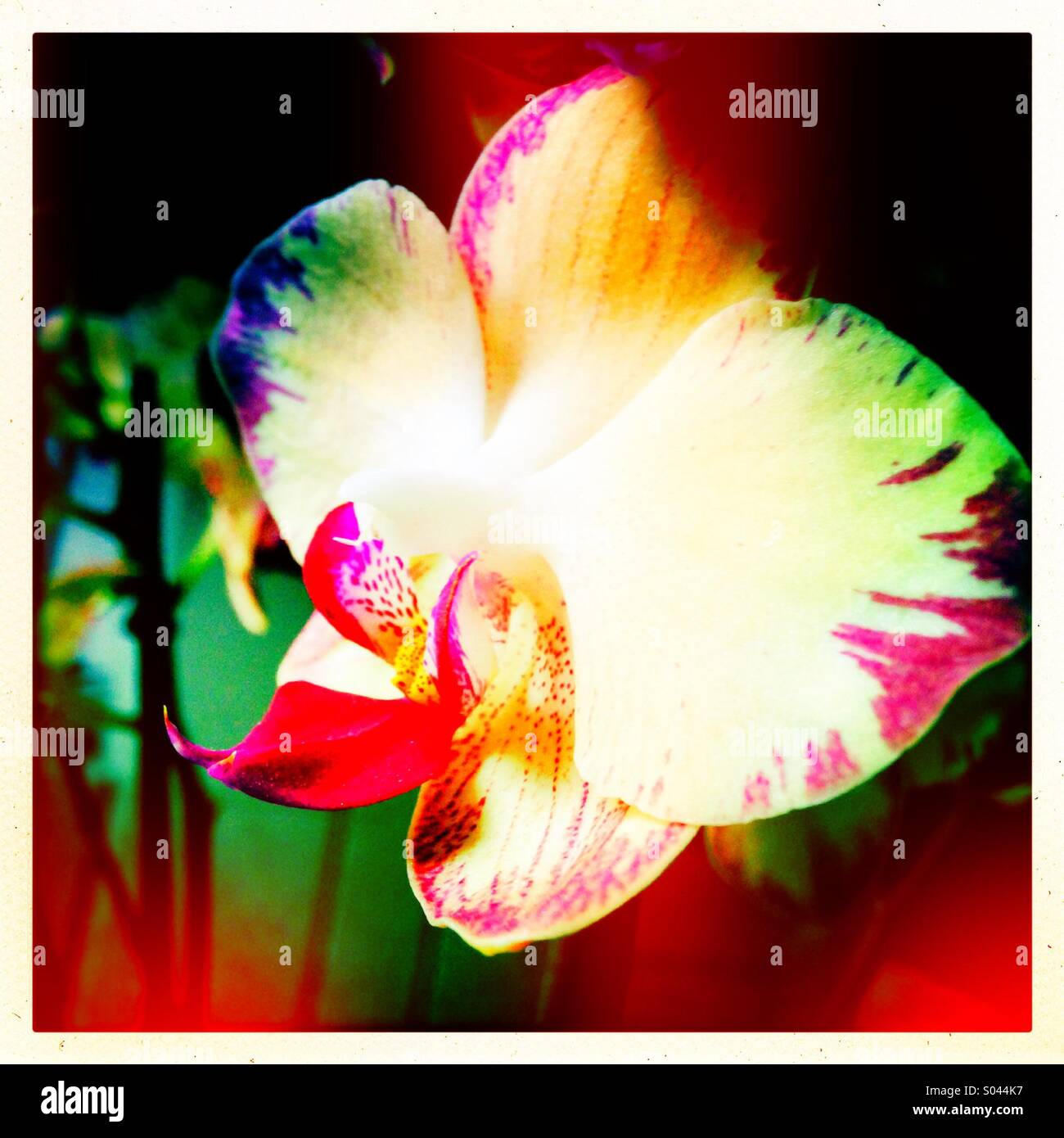 Orchideen blühen - Smartphone-aufgenommenes Stockfoto