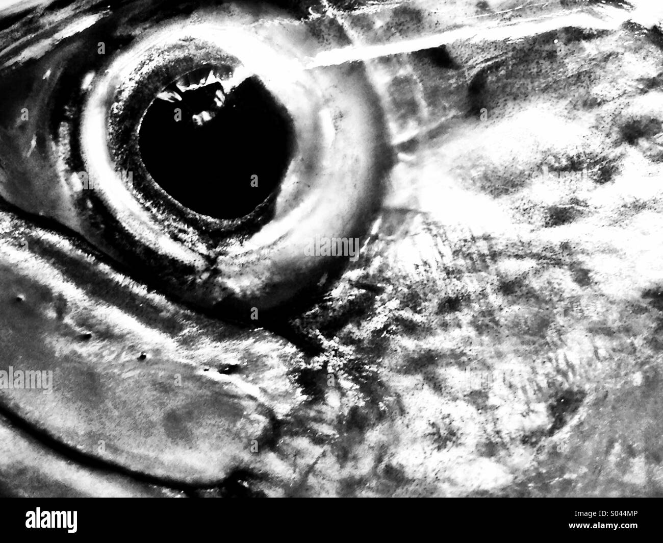 Makrele-Auge Stockfoto