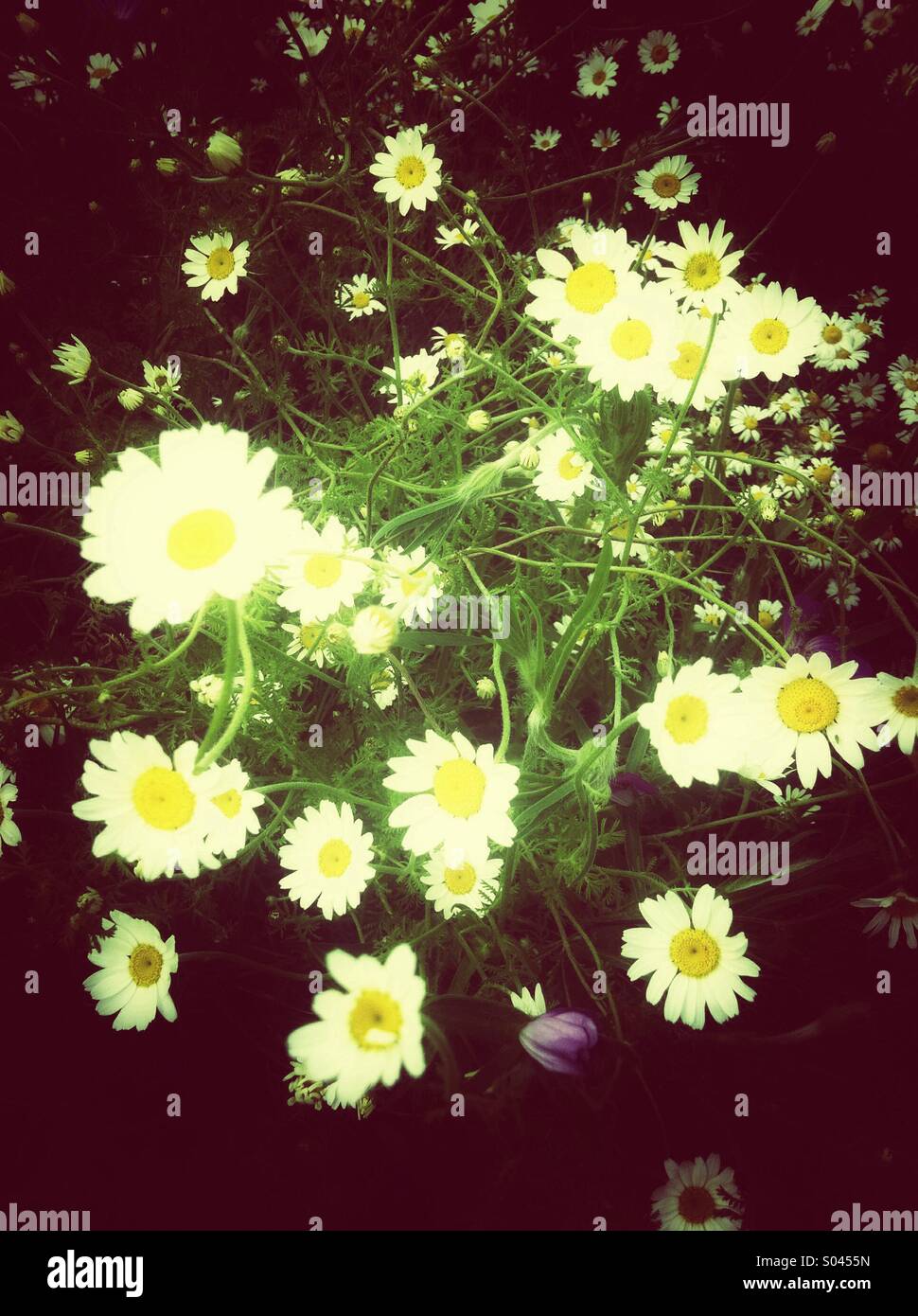 Weiße Sommerblumen-Gänseblümchen Stockfoto