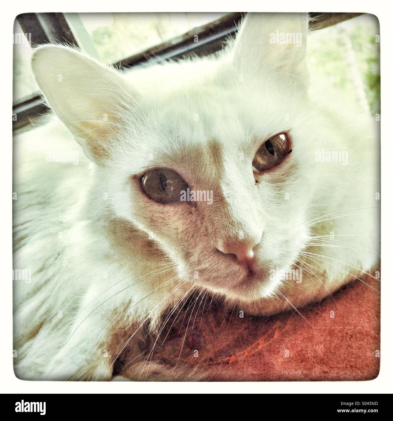 Weiße Katze - Smartphone-aufgenommenes Stockfoto