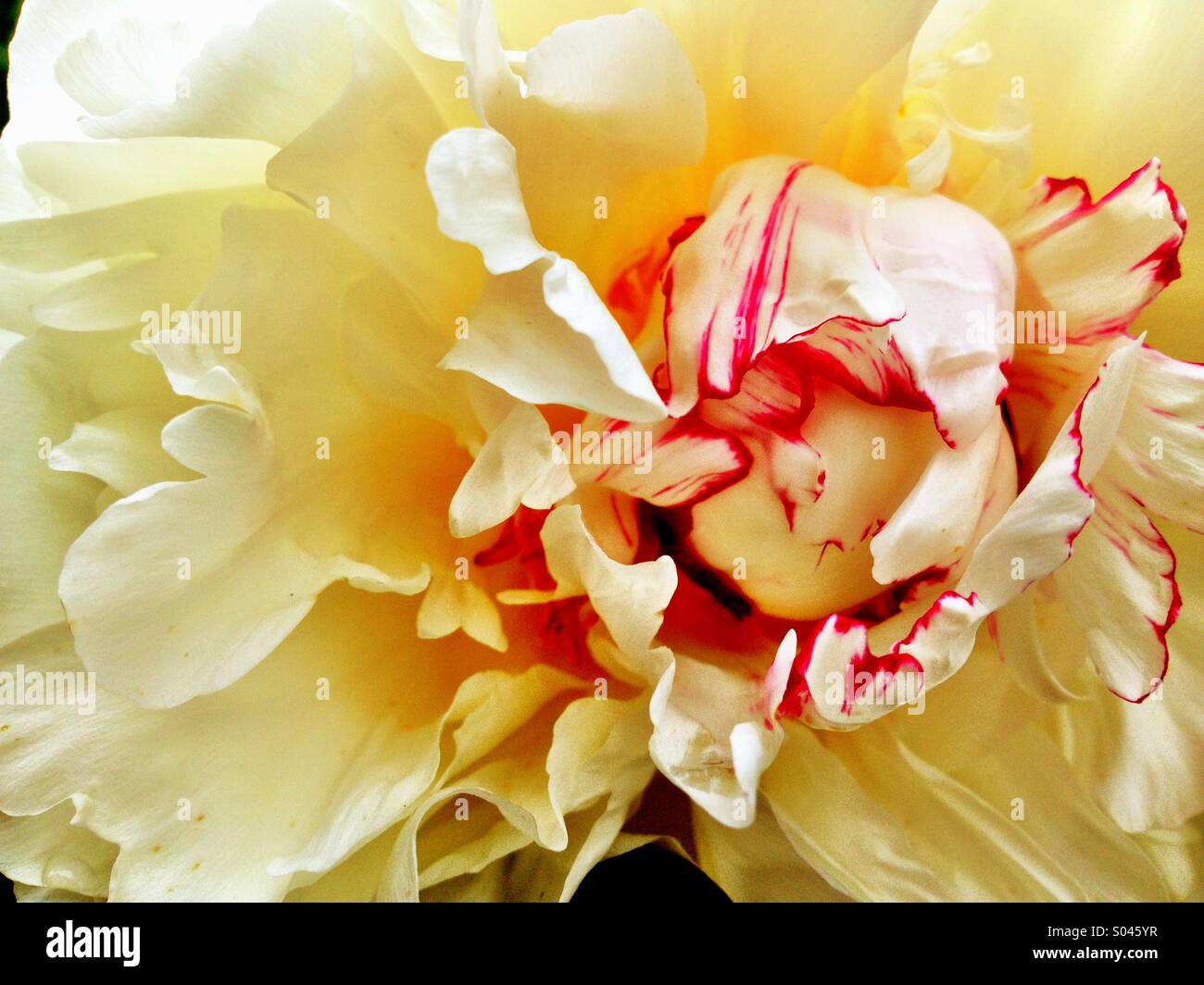 Blütenblätter - Smartphone-aufgenommenes Stockfoto