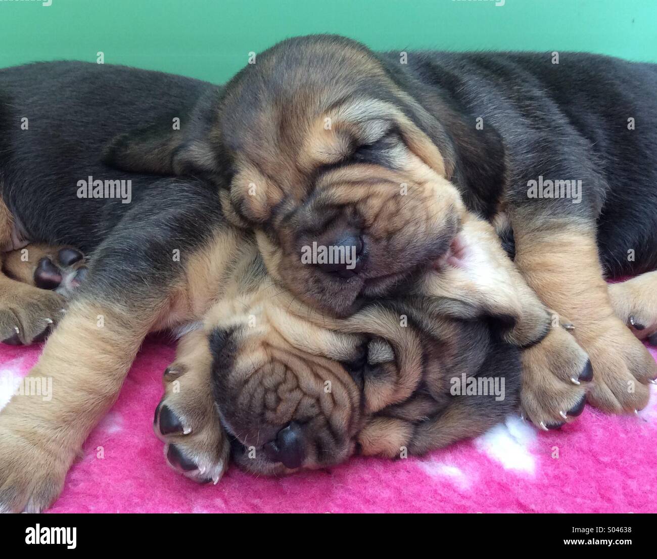 Zwei schlafende Bloodhound Welpen Stockfoto