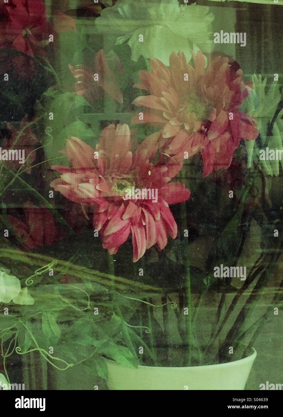 Blumen im Fenster Stockfoto