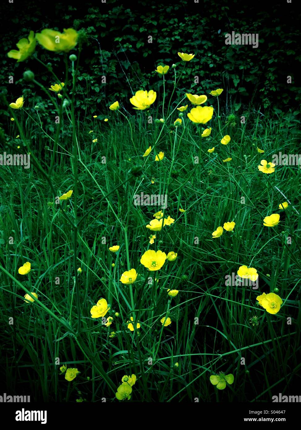 Wilde Butterblumen - Smartphone-aufgenommenes Stockfoto