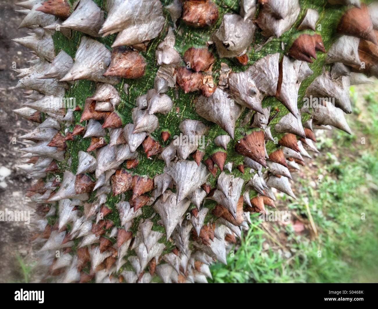Stamm Mit Stacheln Stockfotos und bilder Kaufen Alamy