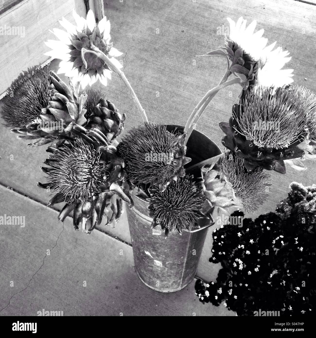 Stillleben mit Blumen Stockfoto