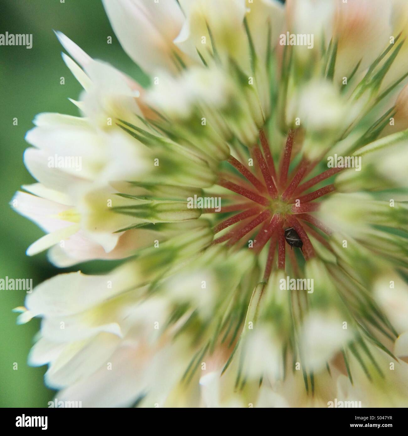 Partielle Makro-Blick auf eine weiße Blume Pflanze Stockfoto