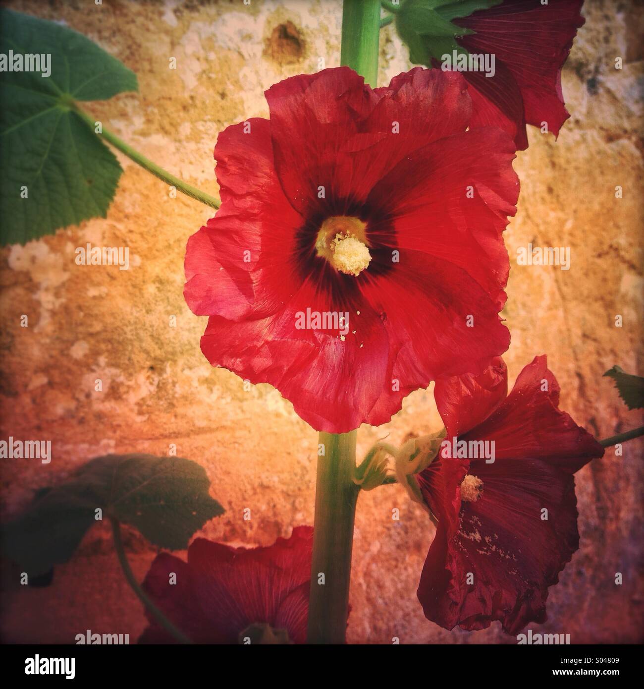 Gemeinsamen Stockrose (Alcea Rosea) rote Blumen in voller Blüte Stockfoto