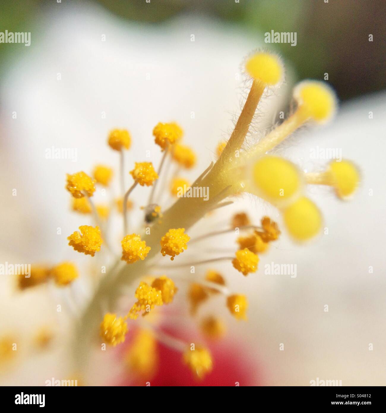 Makro von einem weißen und roten Hibiskusblüte - Smartphone-aufgenommenes Stockfoto