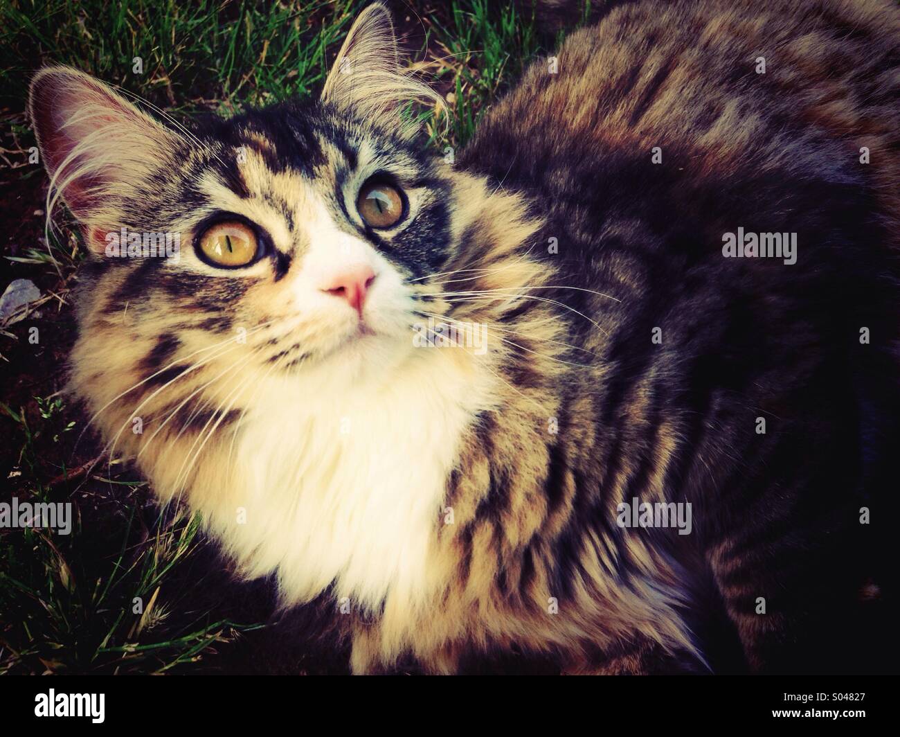 Kitty Cat Pearl das harte Leben. Stockfoto
