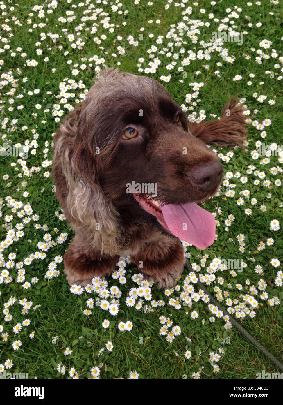 Ein Schokolade englischer Cocker Spaniel Hund gestellt um die Gänseblümchen Blumen Stockfoto