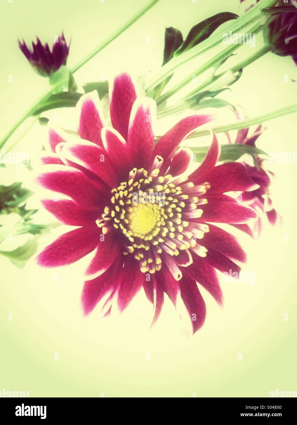 Rosa Chrysantheme Blume Stockfoto