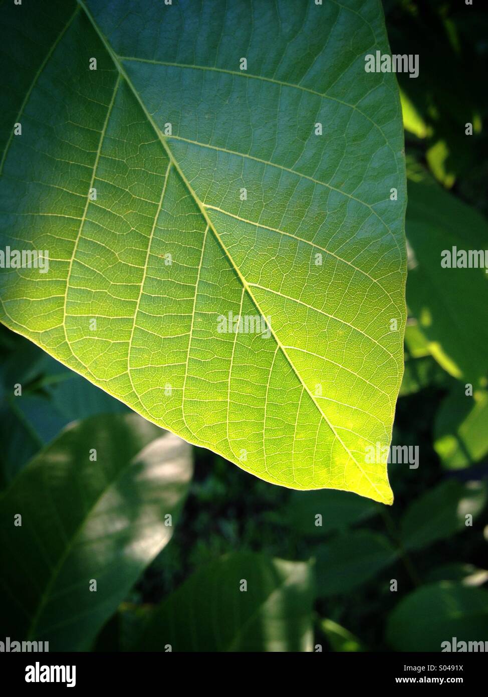 Walnuss Blatt Makro Stockfoto