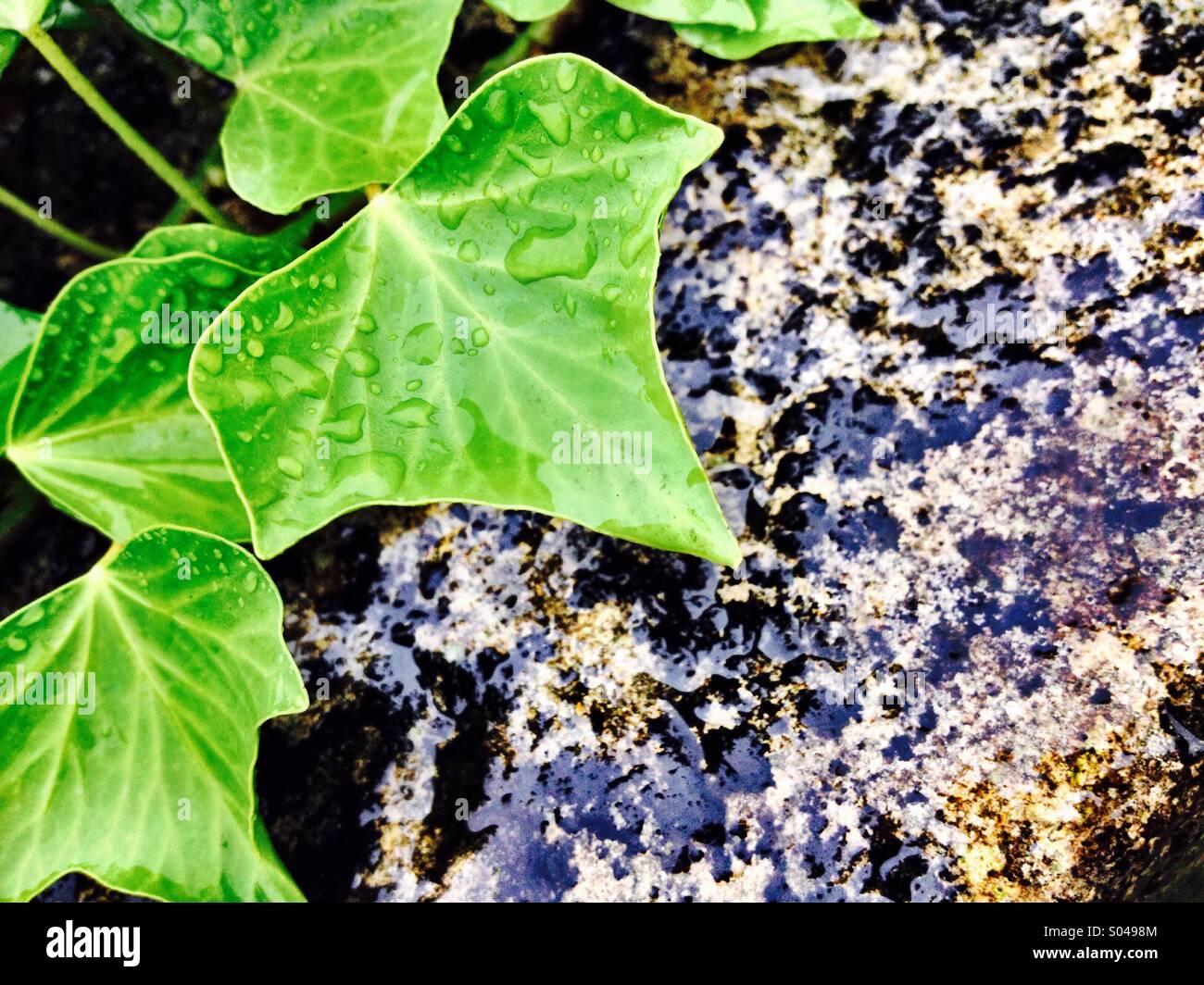 Nasses Laub und Stein - Smartphone-aufgenommenes Stockfoto