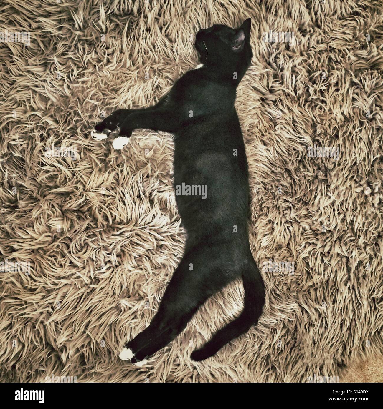 Eine Katze auf einem Teppich liegend Stockfoto