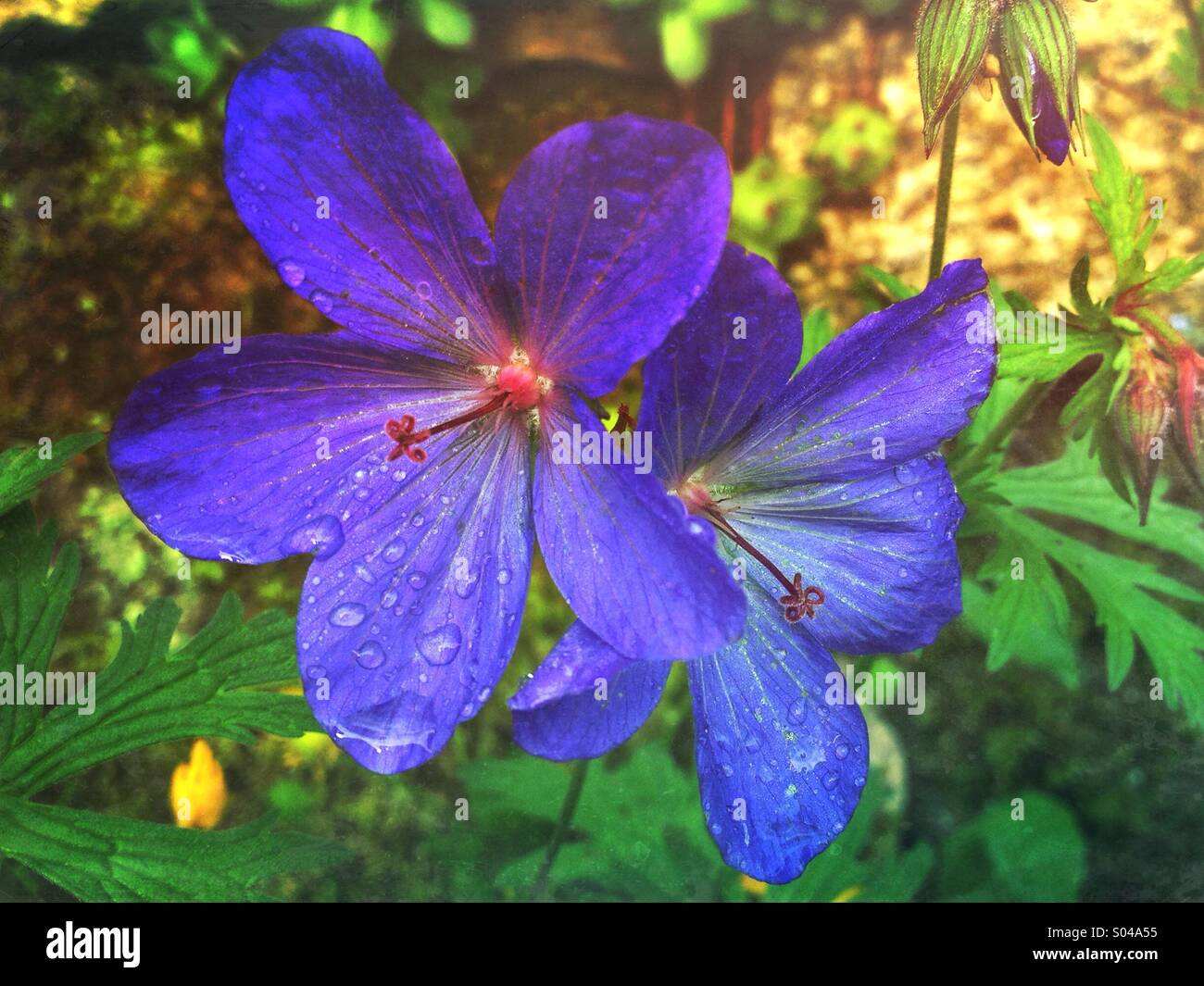 Geranium '' Johnsons Blue' (Geranium Himalayense × Geranium Pratense) blüht im Garten Stockfoto