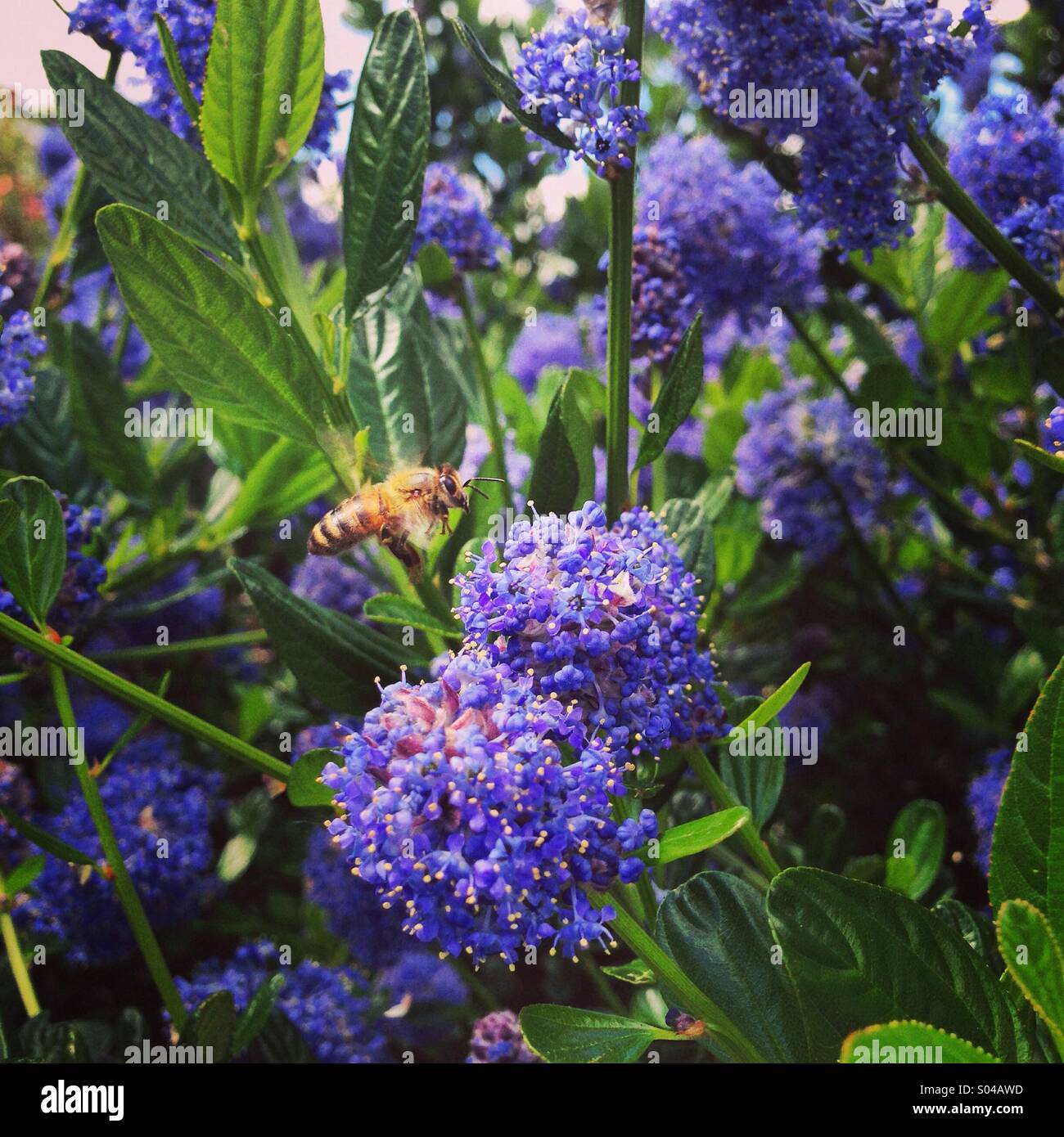 Bienen sammeln von pollen Stockfoto