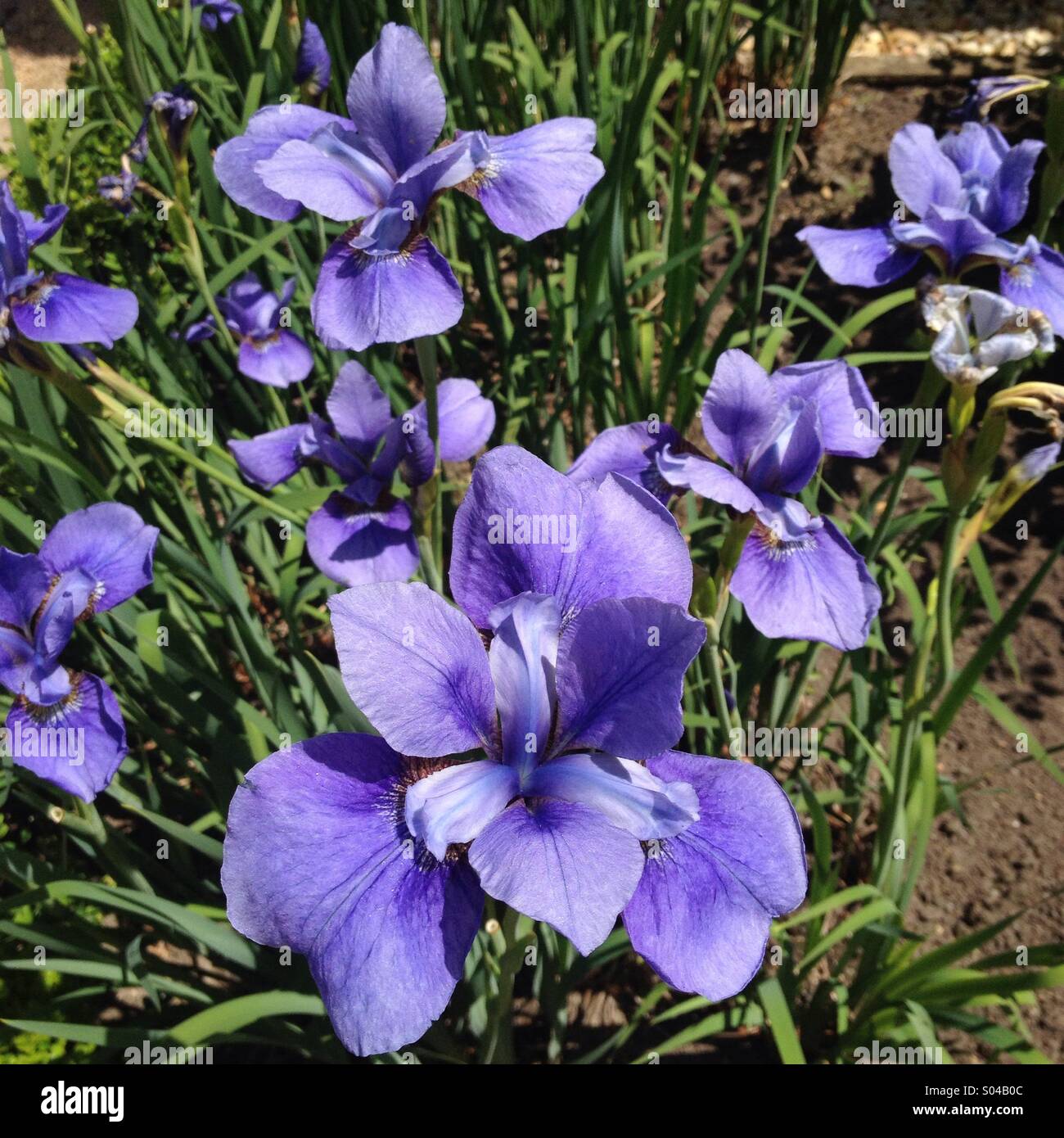 Blaue Iris Stockfoto