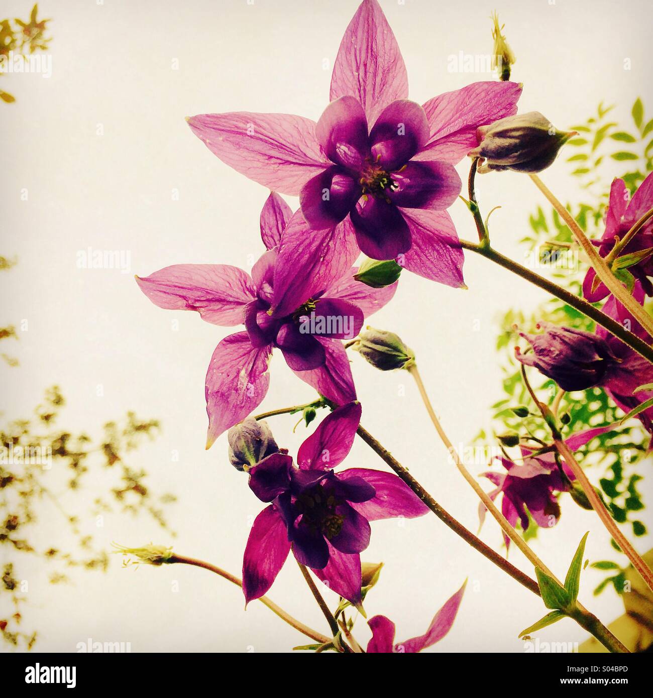Akelei lila Blumen Stockfoto