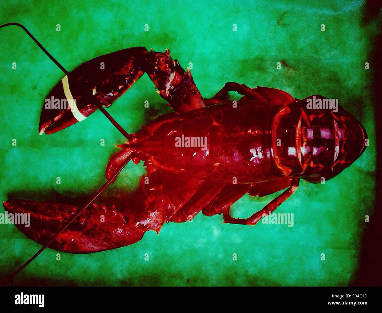 Roten Hummer am grünen Tisch Stockfoto