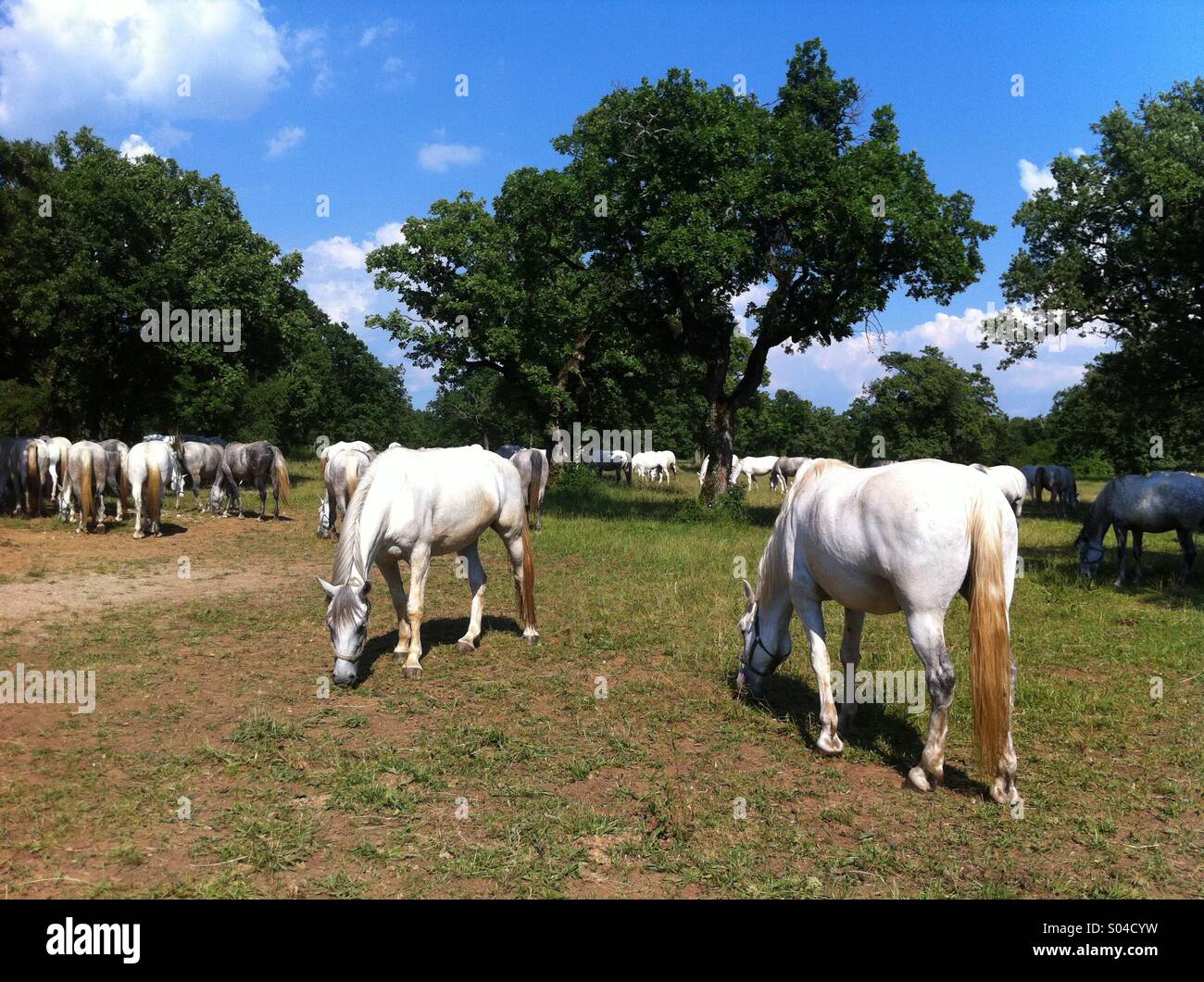 Lipizzaner Pferde - Smartphone-aufgenommenes Stockfoto