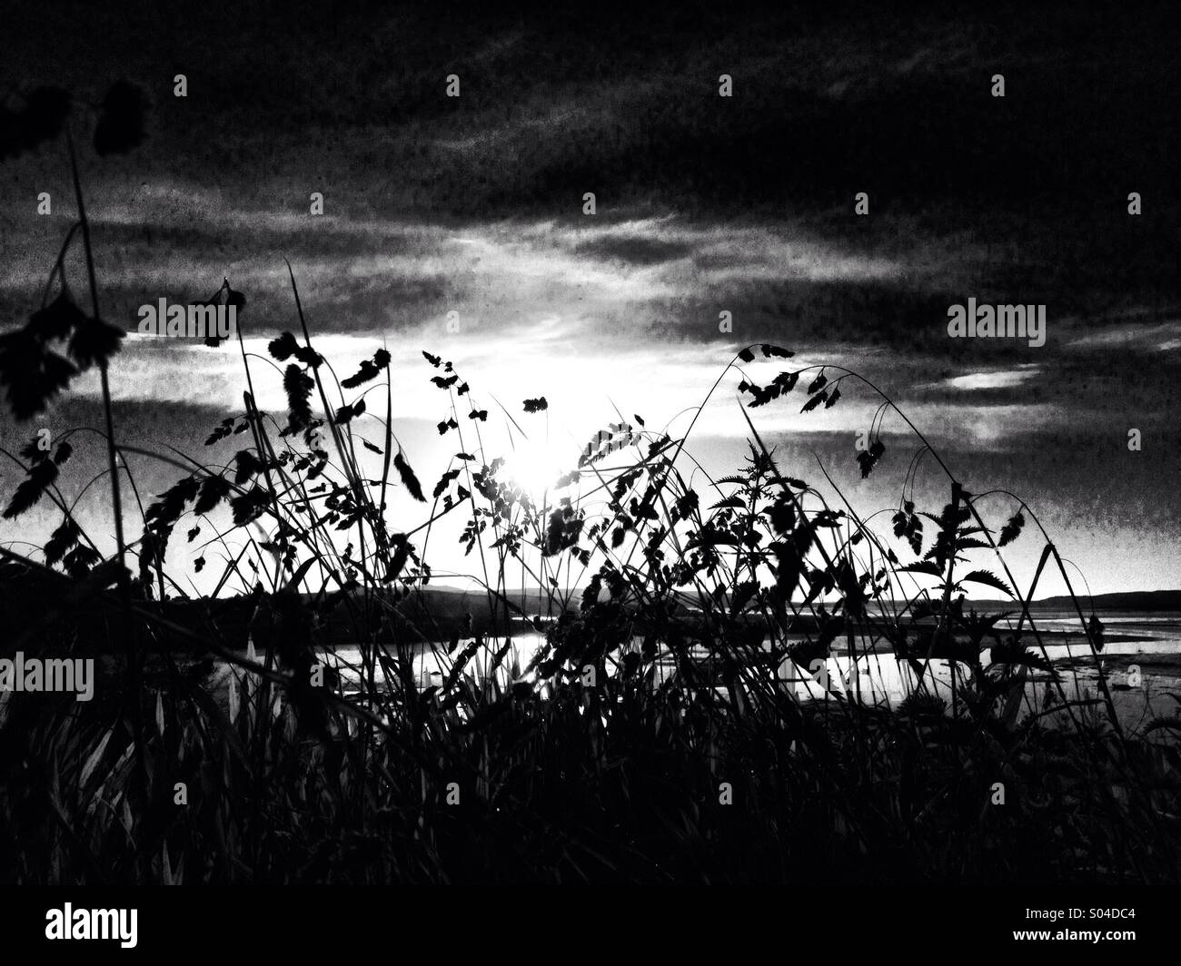 Silhouette Grass - Smartphone-aufgenommenes Stockfoto