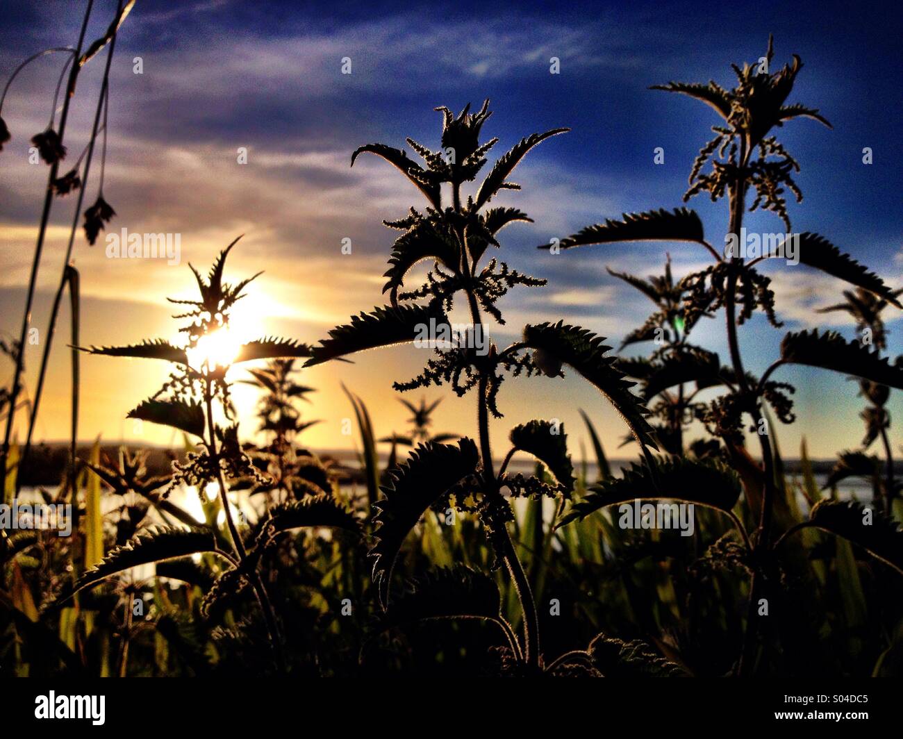 Sonnenuntergang und Brennesseln - Smartphone-aufgenommenes Stockfoto