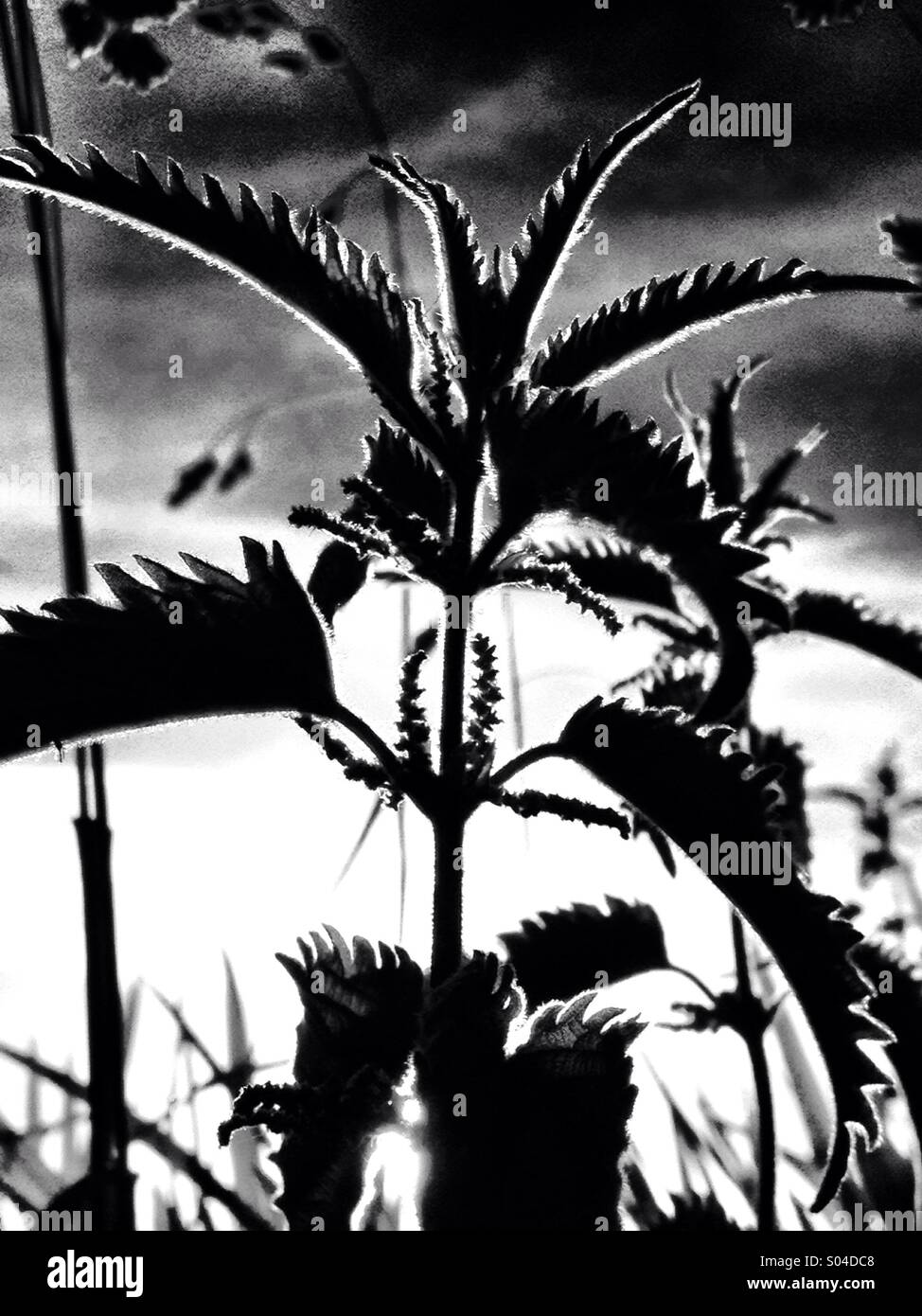 Urtica dioica - Smartphone-aufgenommenes Stockfoto