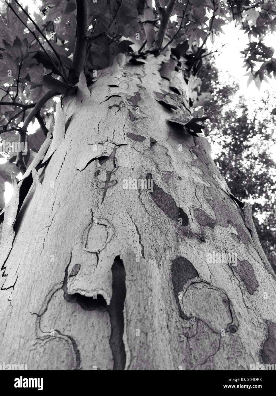 Suche nach einer Eukalyptus-Baumstamm auf den Zweigen. Stockfoto