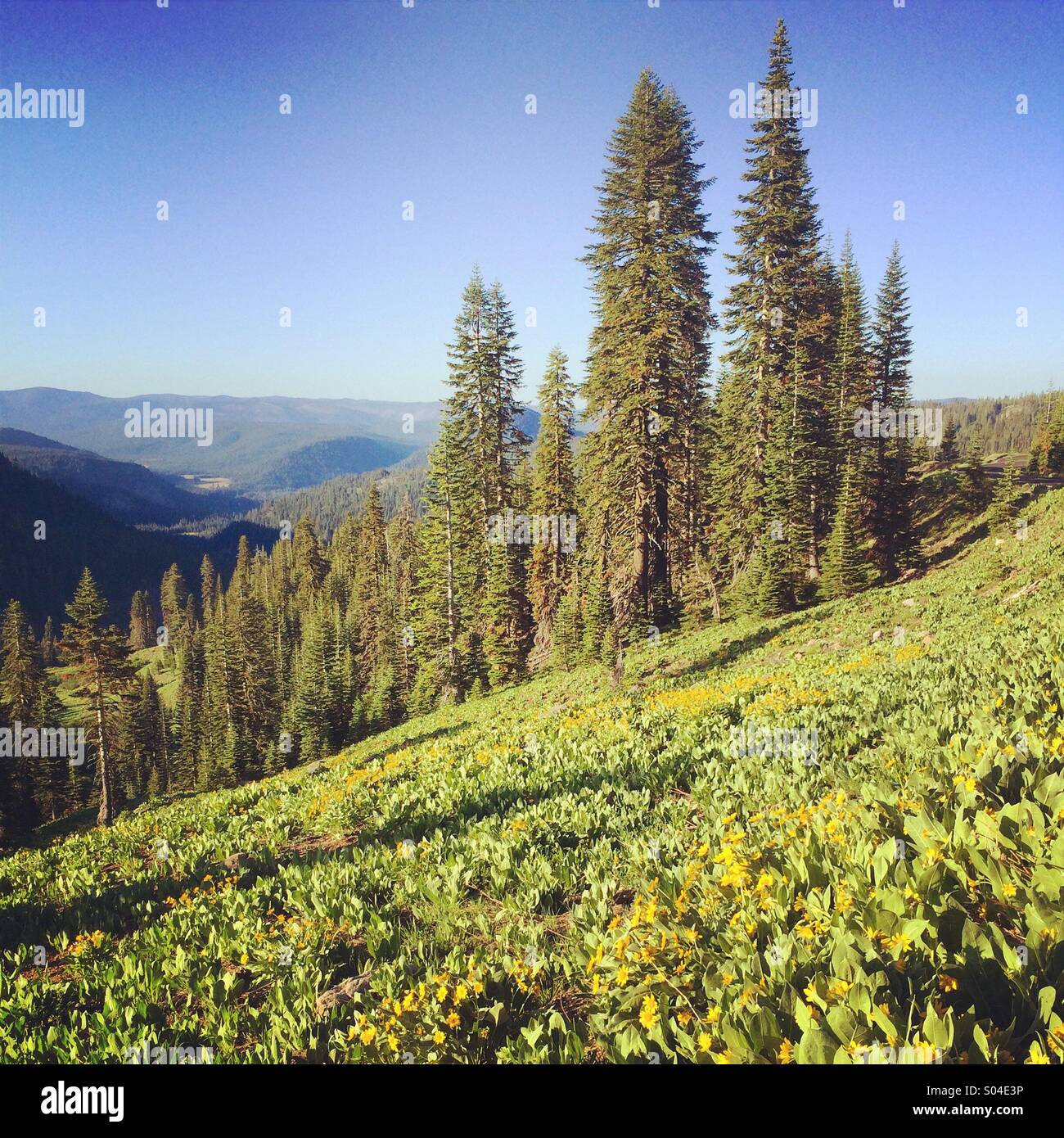 Pinien und Blumen, Lassen Volcanic Nationalpark, Kalifornien Stockfoto