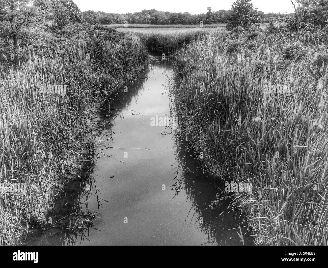 Stream im Sumpf Land Stockfoto