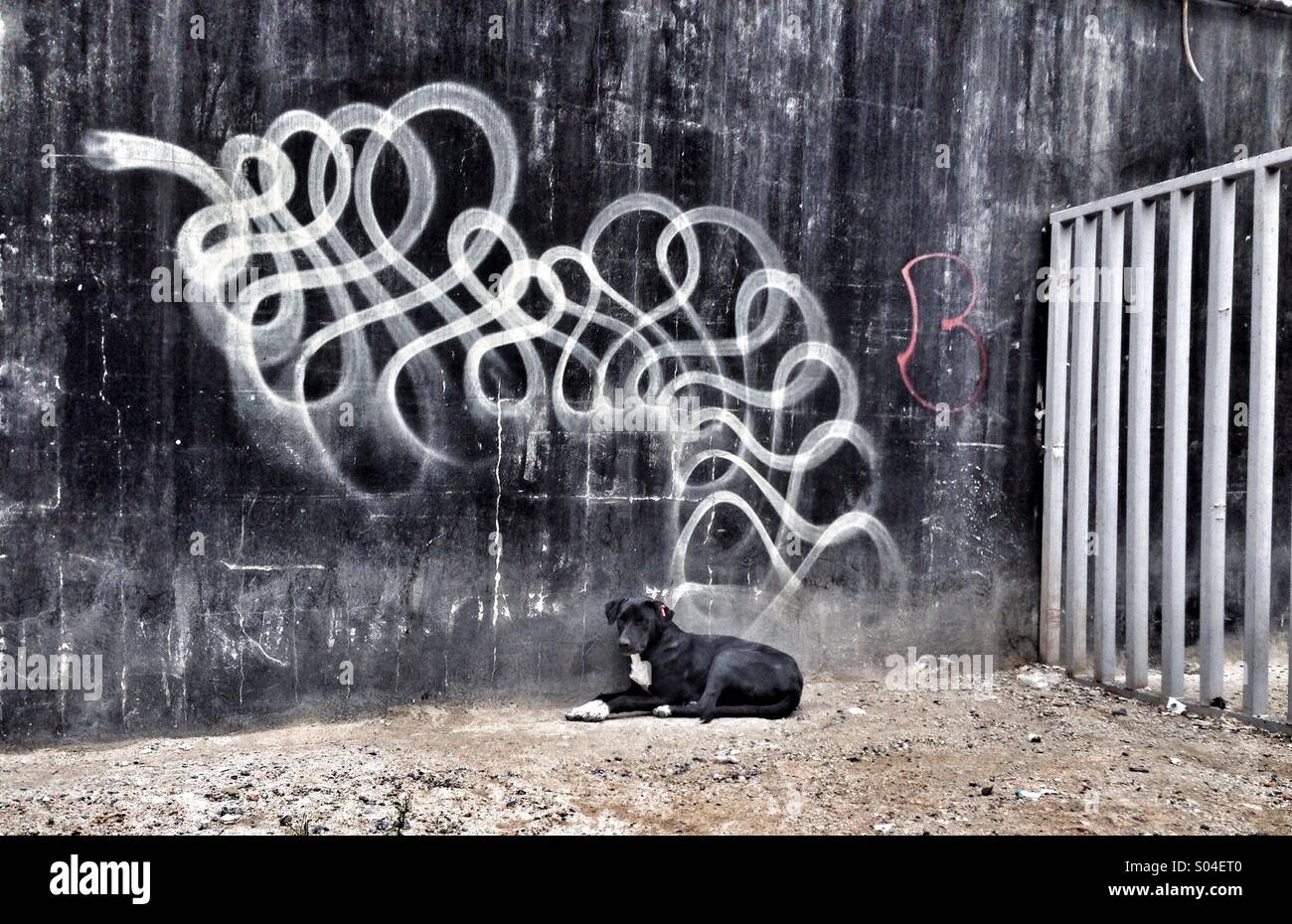 Dog Tagtraum in der Türkei galata Stockfoto