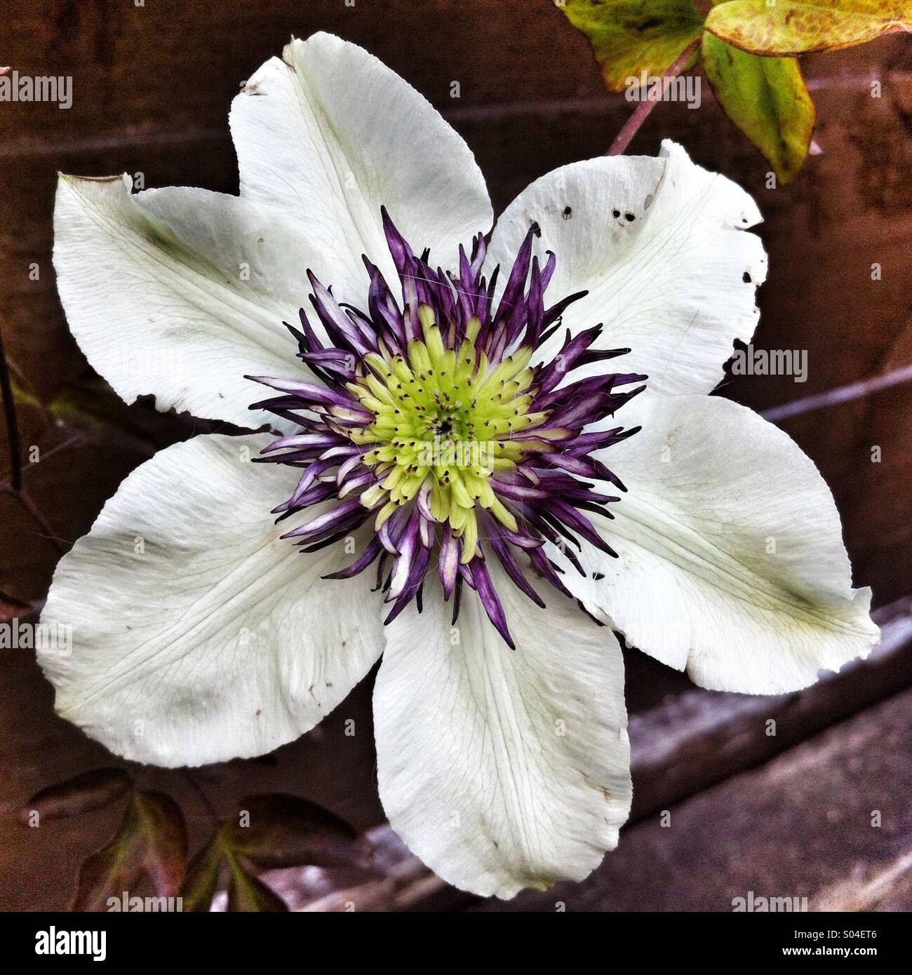 Clematis-Blüte - Smartphone-aufgenommenes Stockfoto