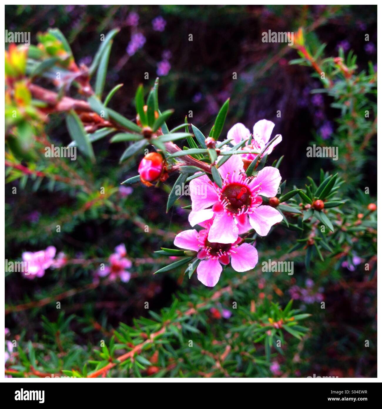 Blüten Stockfoto