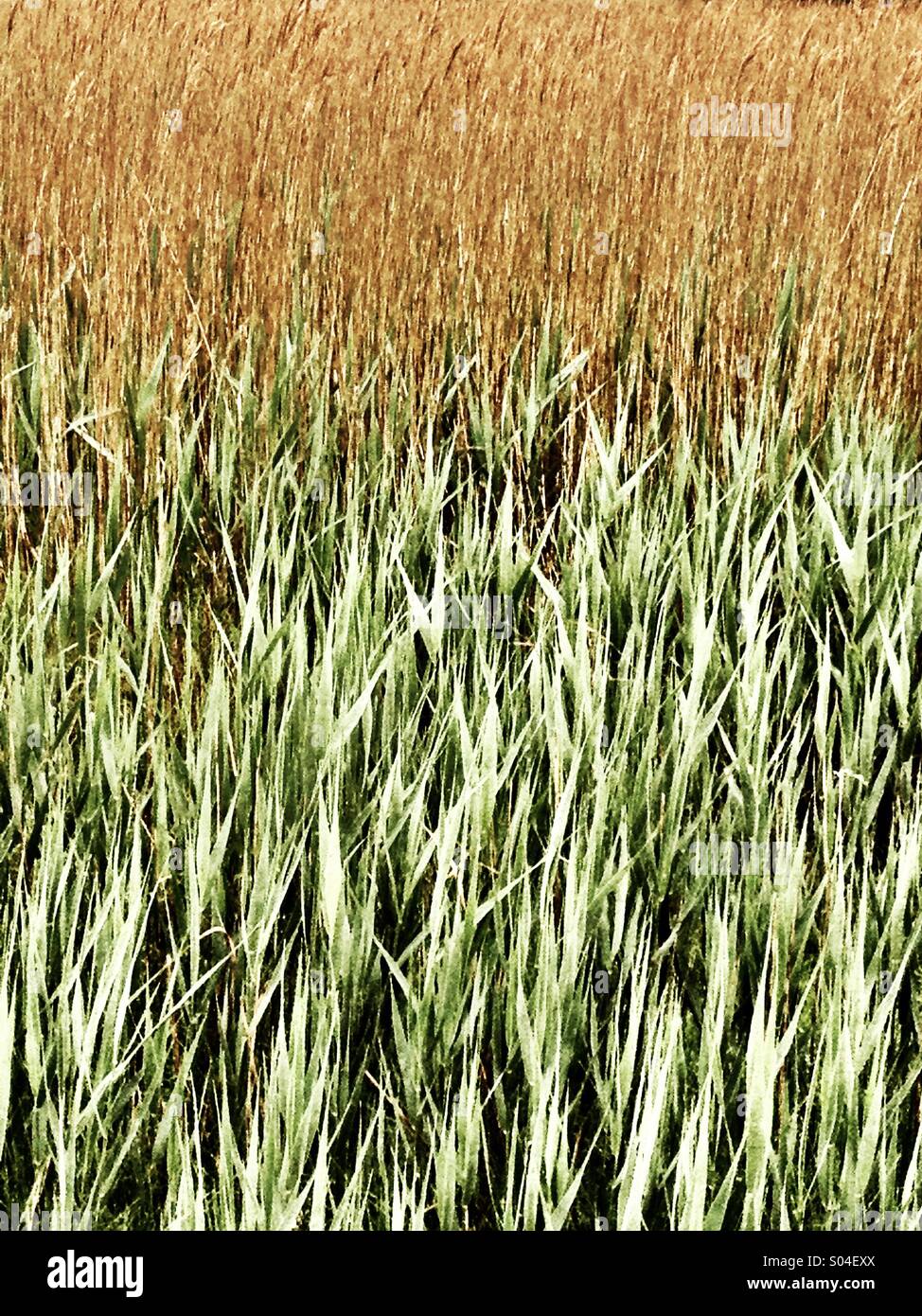 Schilf und Binsen #1 - Smartphone-aufgenommenes Stockfoto