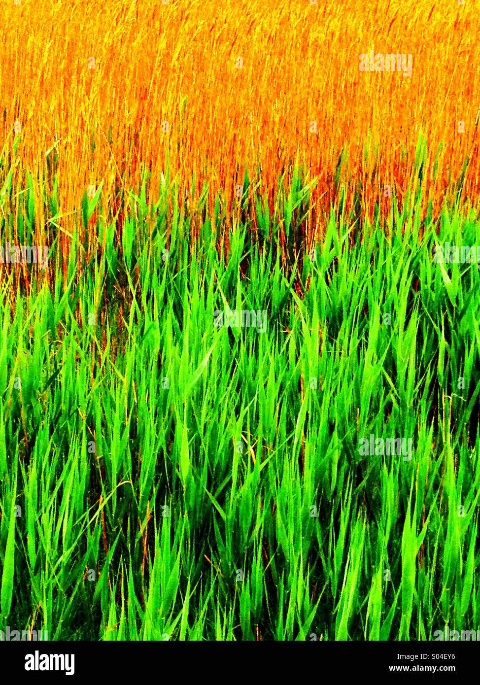 Schilf und Binsen #3 - Smartphone-aufgenommenes Stockfoto