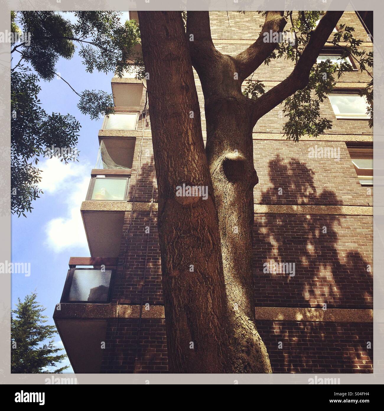 Ein Hochhaus und Baum in London - Smartphone-aufgenommenes Stockfoto