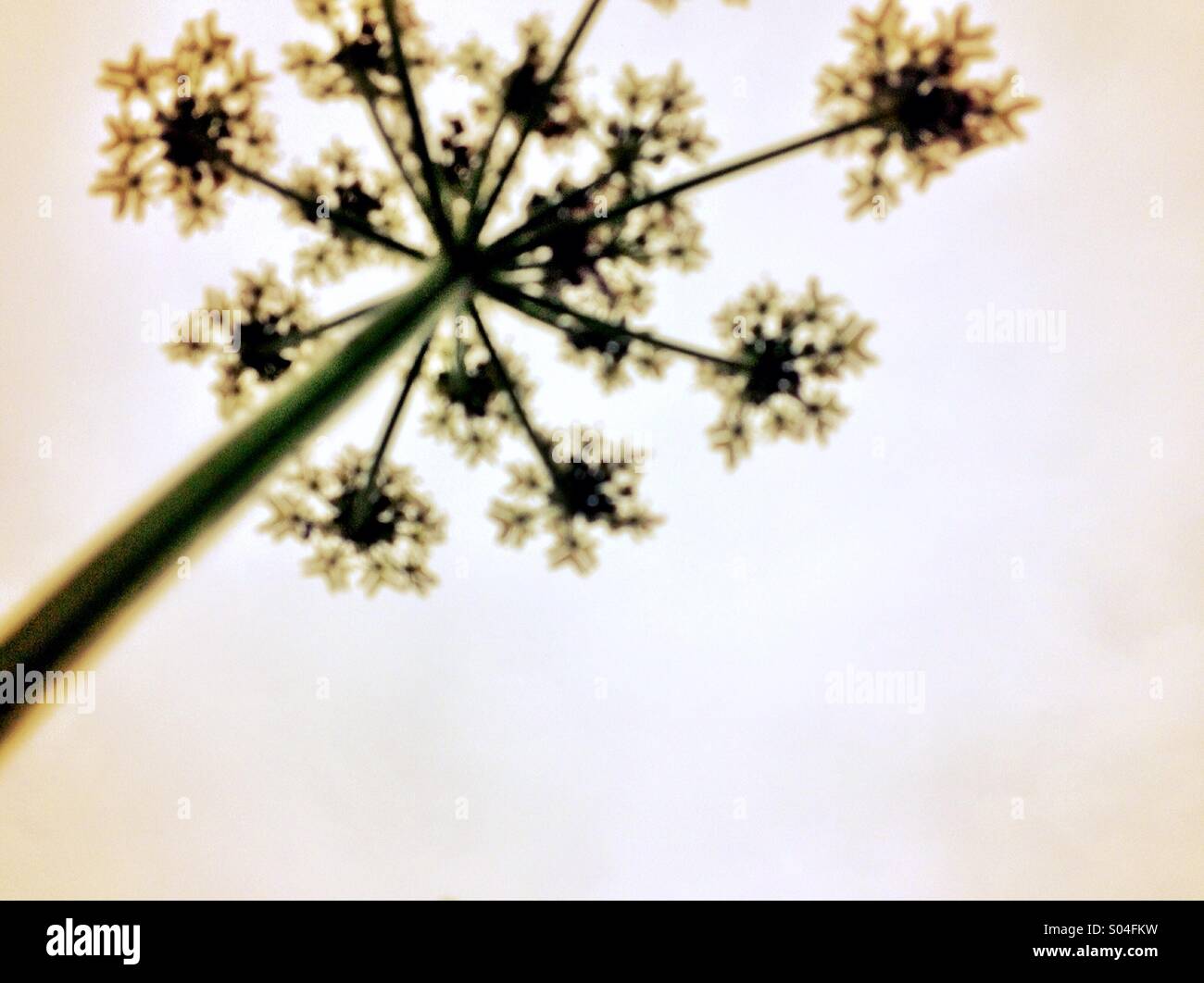 Hohen Unkraut - Smartphone-aufgenommenes Stockfoto