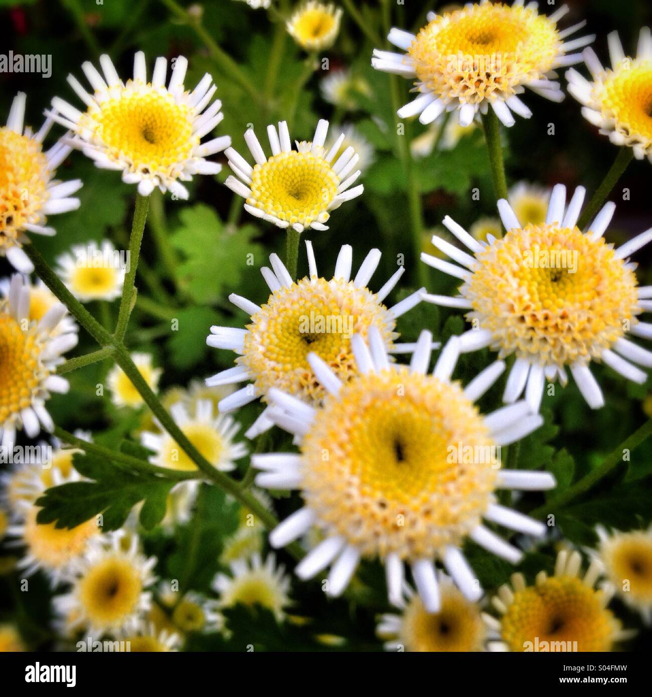 Weiße und gelbe Blumen Stockfoto