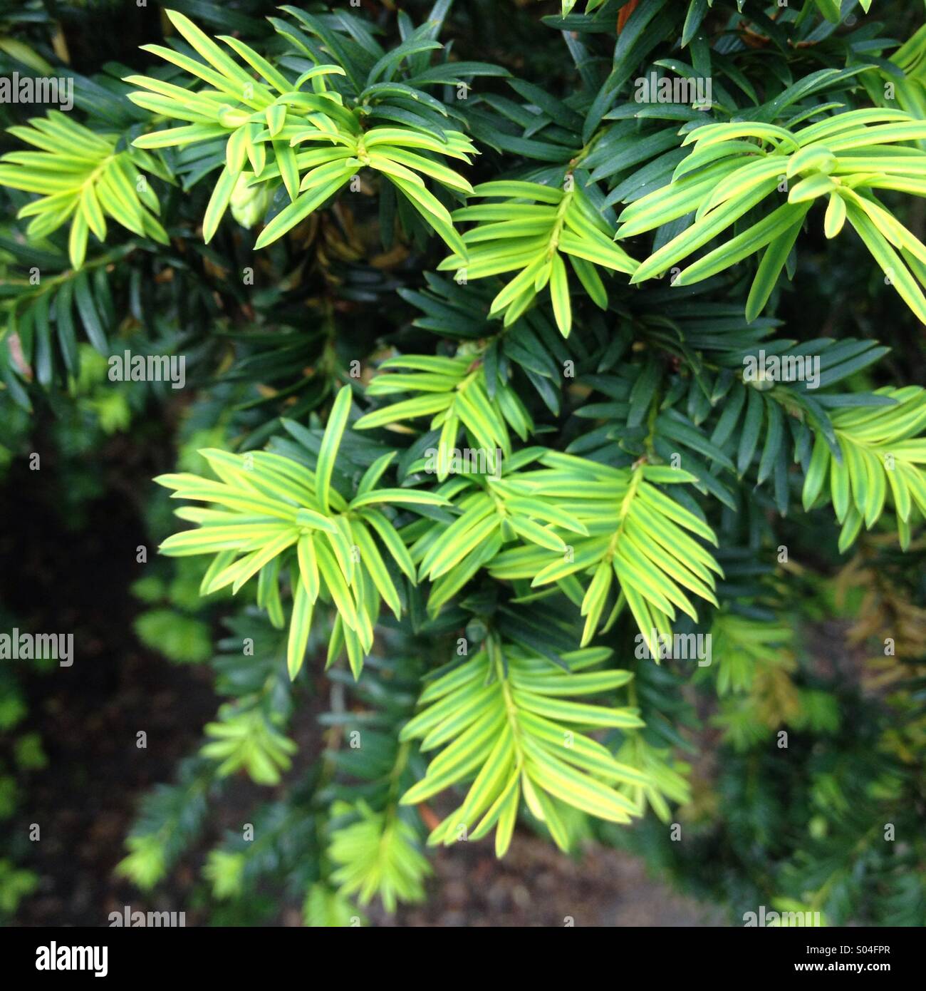 Kiefernnadeln im Übergang erzeugen einen starken Kontrast zwischen hell und dunkel grün. Stockfoto