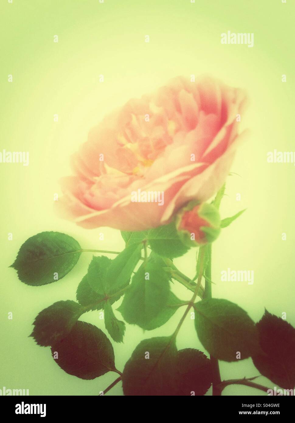 Rosa rose Blume mit einer Knospe Stockfoto