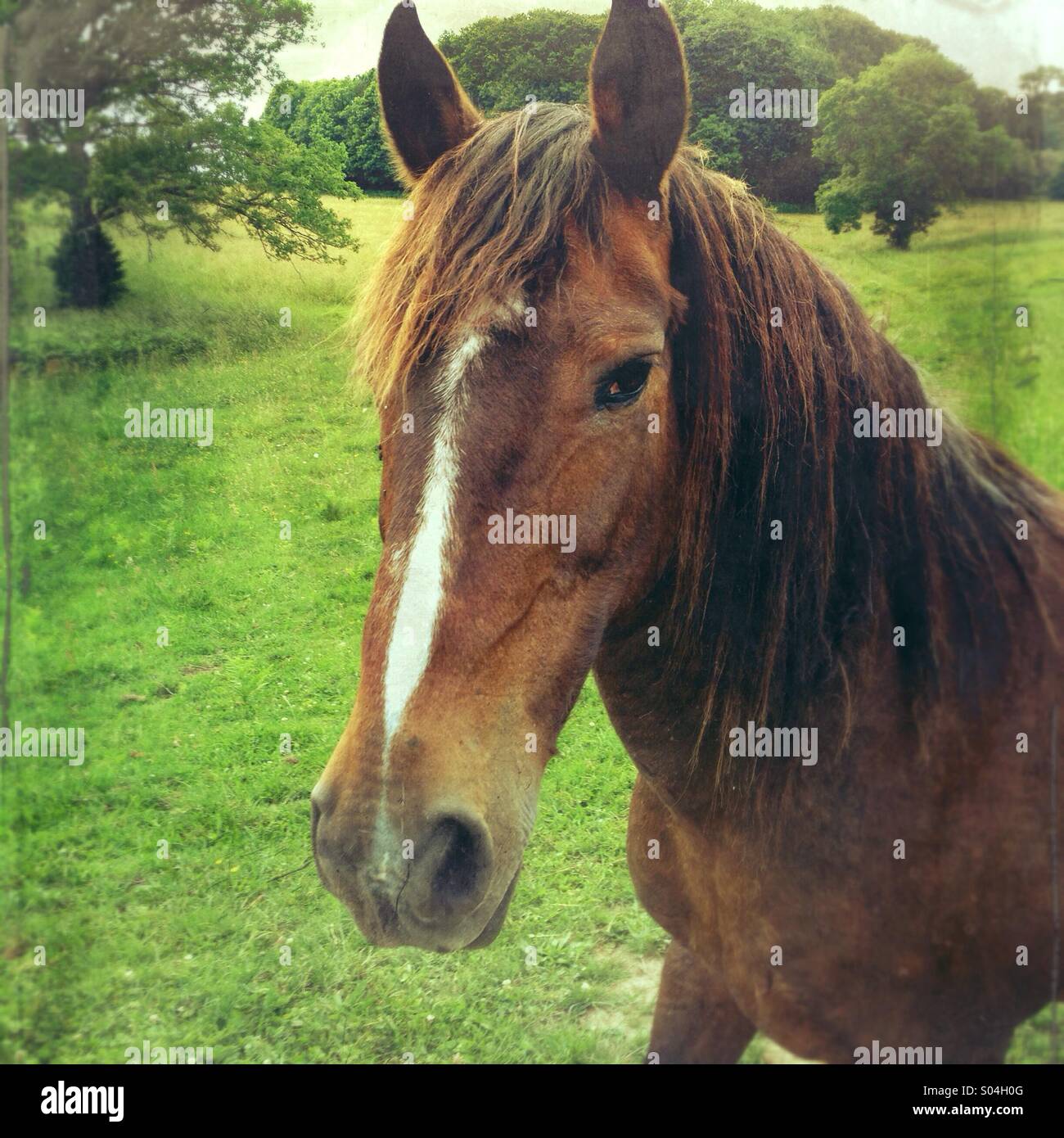 Pferd im Feld in Landschaft Stockfoto