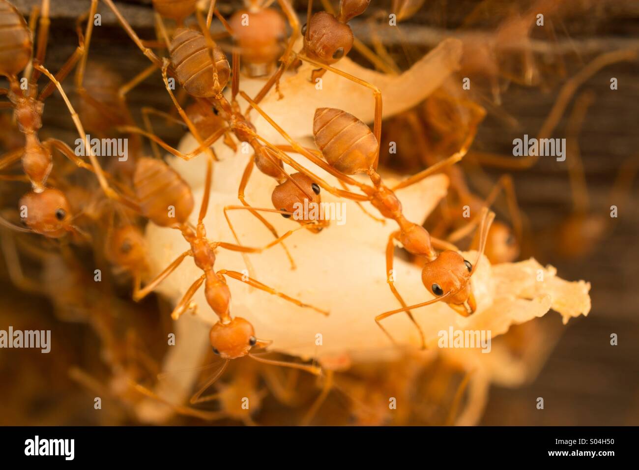 Weaver Ameisen helfen einander tragen übrig Essen zu ihrem Nest. Stockfoto