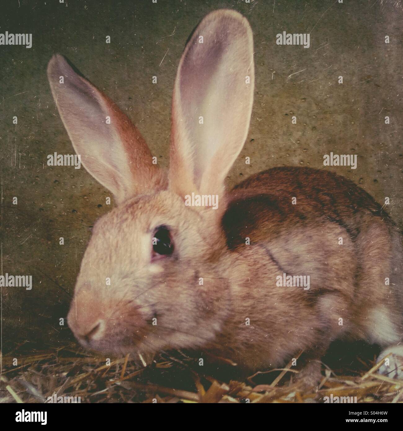 Junge Kaninchen im Käfig Stockfoto