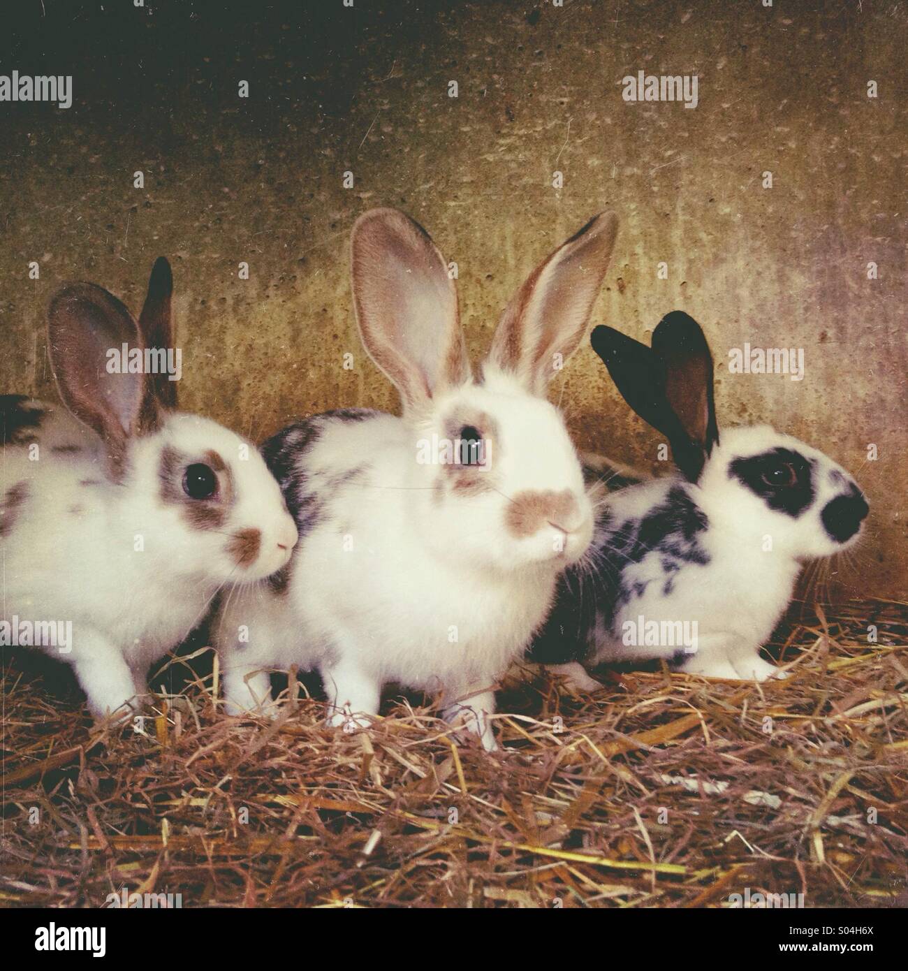 Junge Kaninchen im Käfig Stockfoto