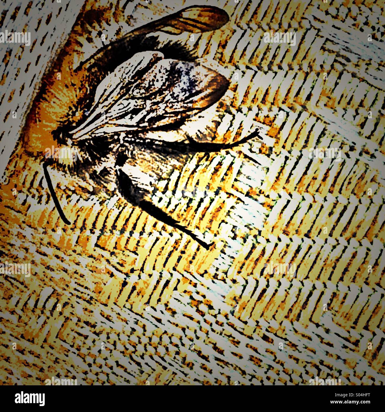 Tote Biene auf Matratze - Smartphone-aufgenommenes Stockfoto