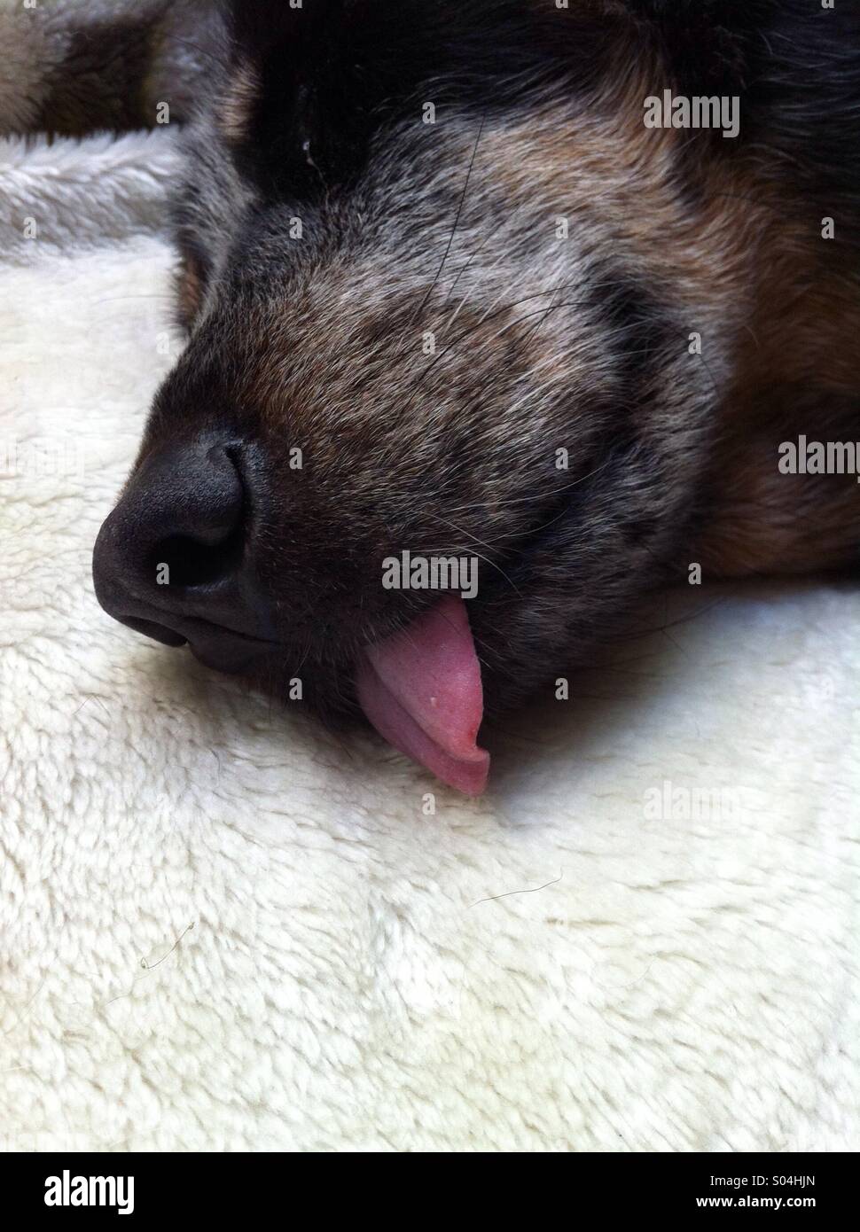 Hund schläft mit Zunge hängt heraus Stockfotografie Alamy