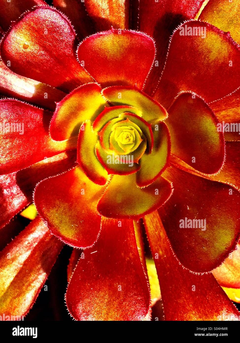 Kakteen-Blätter - Smartphone-aufgenommenes Stockfoto