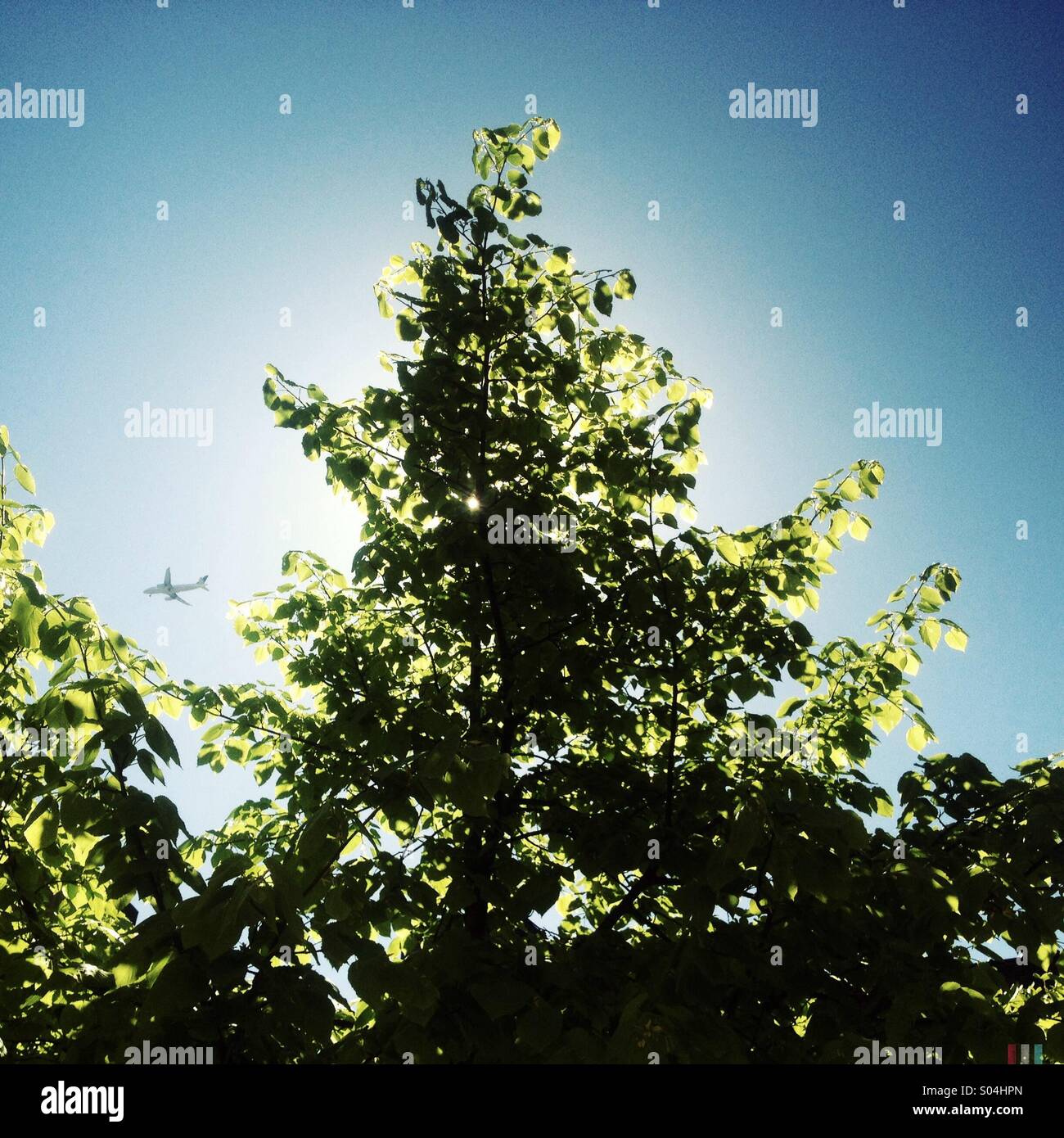 Zurück lo Baum auf einem schönen klaren Frühlingsmorgen und Flugzeug überquert den Himmel auf dem Weg zum Flughafen LaGuardia Stockfoto